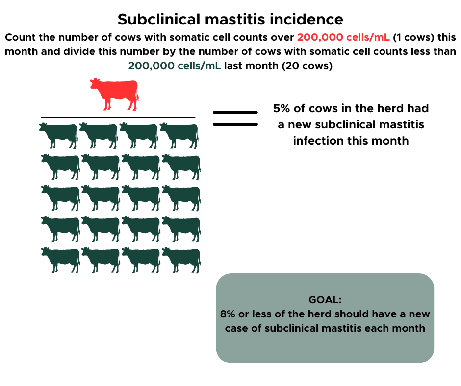 An infographic illustrating how to calculate subclinical mastitis incidence in a dairy herd. The title reads &ldquo;Subclinical mastitis incidence.&rdquo; Text explains that 1 cow this month has a somatic cell count over 200,000 cells/mL, and this number is divided by the 20 cows that had somatic cell counts below 200,000 cells/mL last month. Below, one red cow icon represents the newly affected cow, while twenty green cow icons represent the cows that were previously healthy. A label to the right states that 5% of cows in the herd had a new subclinical mastitis infection this month. At the bottom right, a gray rounded box lists the goal: &ldquo;8% or less of the herd should have a new case of subclinical mastitis each month.&rdquo;